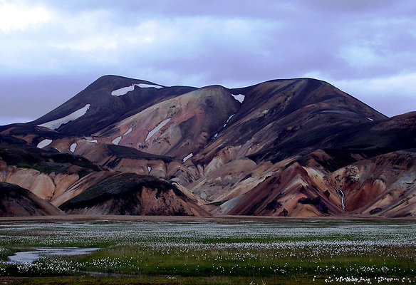 Landmannalaugar cotton grass