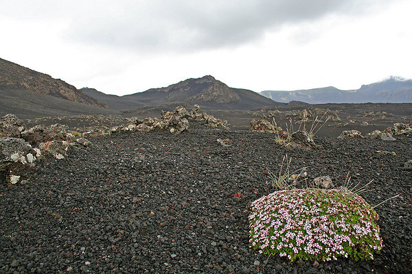 Fjallabak flowers