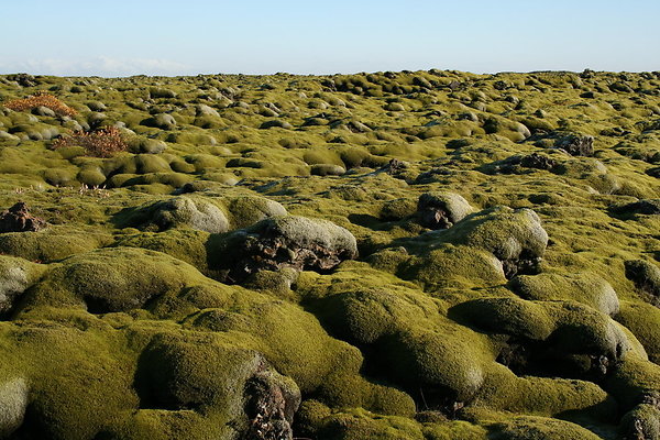 Eldhraun lava close up