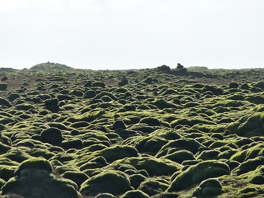 Moss Covered Lava